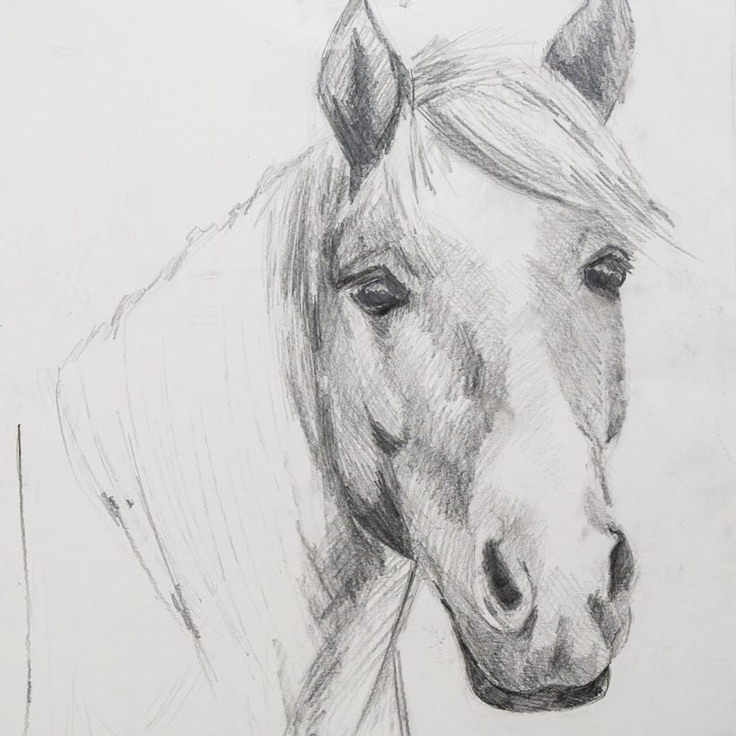 A graphite pencil drawing of a horse built with the 3-D drawing method, the second project